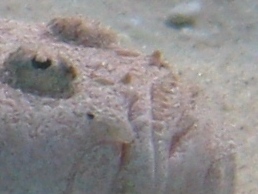 Uranoscopus scaber (Pesce prete)